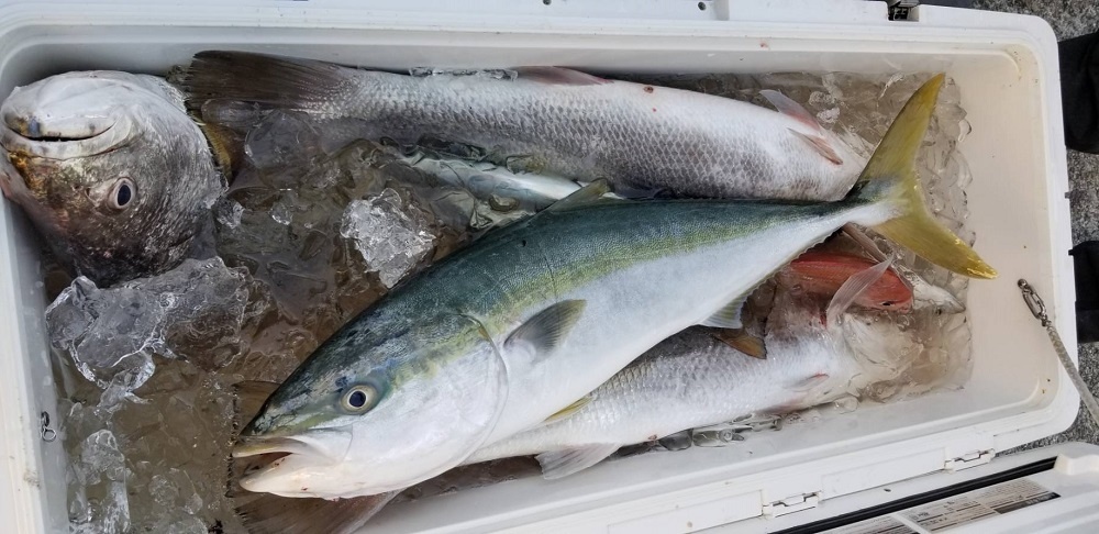 海は最近荒れ模様ですが オオニベが釣れてます 須崎市観光漁業センター