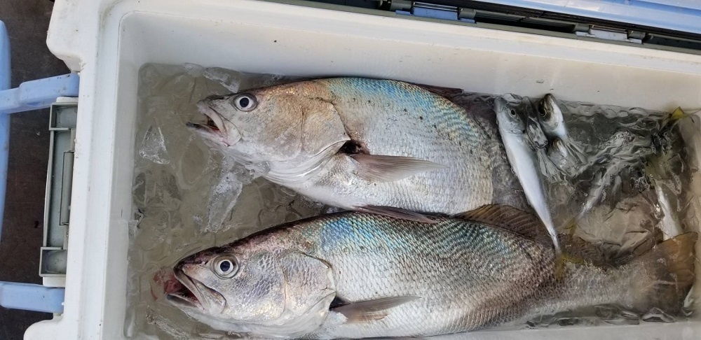 海は最近荒れ模様ですが オオニベが釣れてます 須崎市観光漁業センター