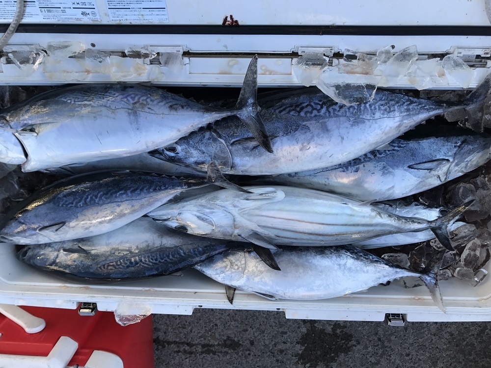 流し釣り最高 須崎市観光漁業センター