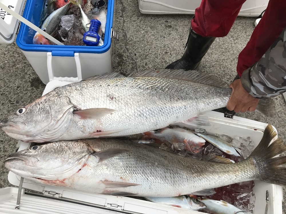 小アジや小サバを落とすと釣れるわ釣れるわ 須崎市観光漁業センター