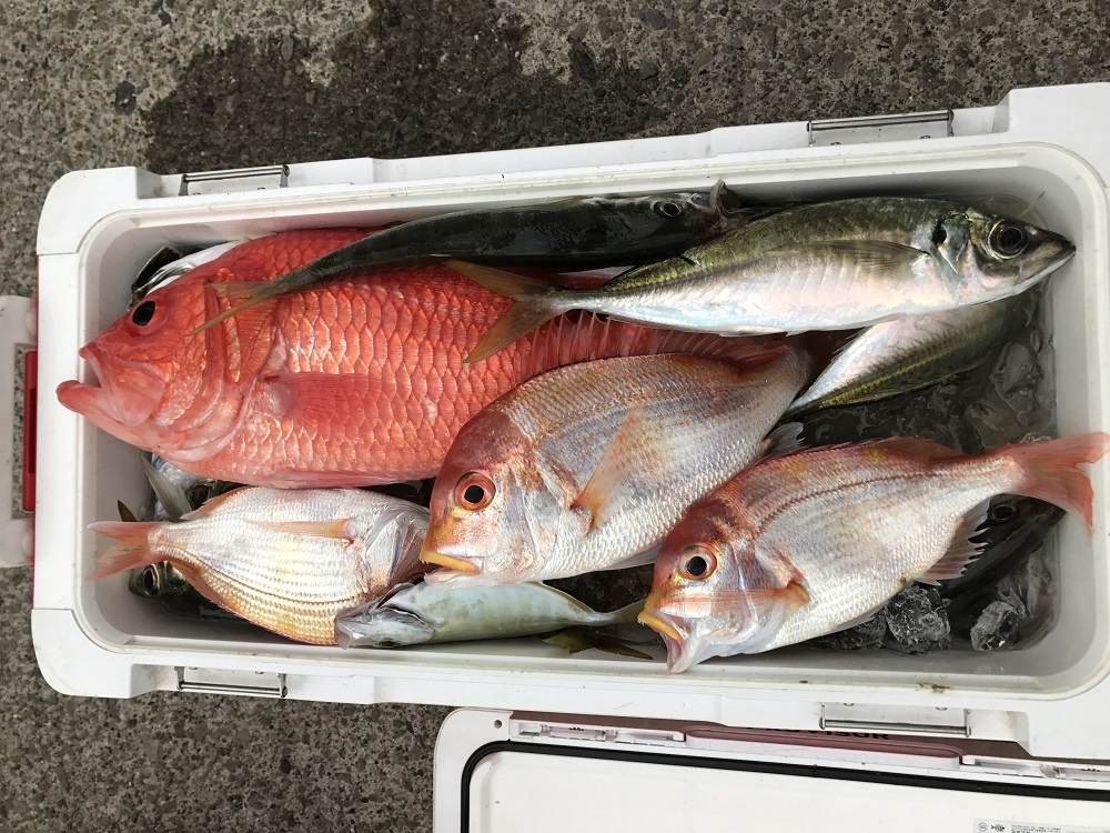 小アジや小サバを落とすと釣れるわ釣れるわ 須崎市観光漁業センター