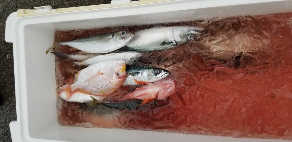 須崎　コマセ釣り　　アジ