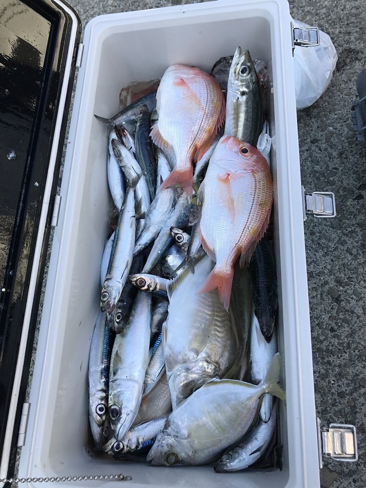 レンコダイ　　ウルメイワシ　　カイワリ