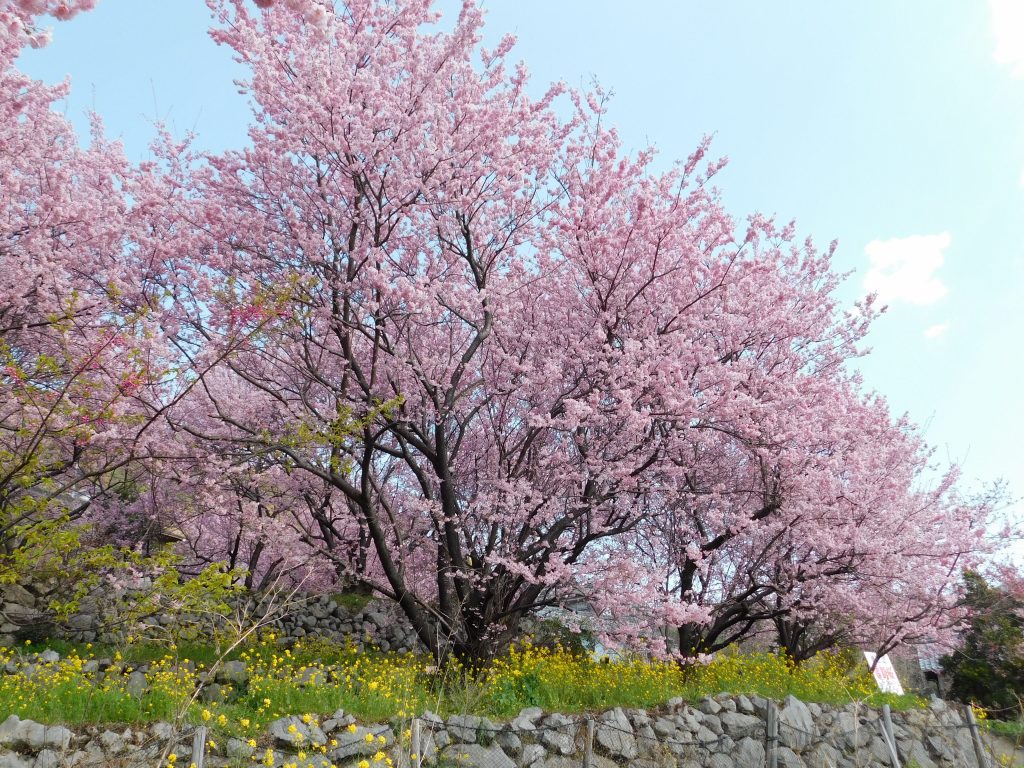 雪割り桜