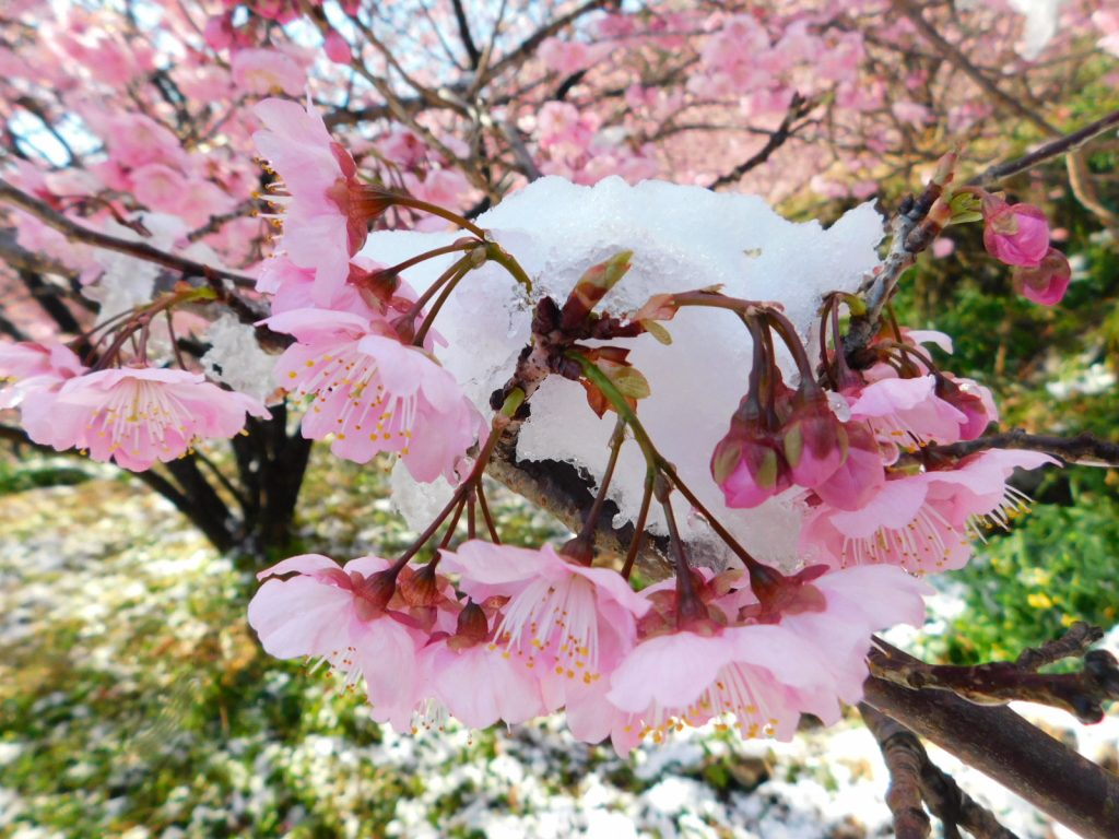 雪割り桜　　須崎