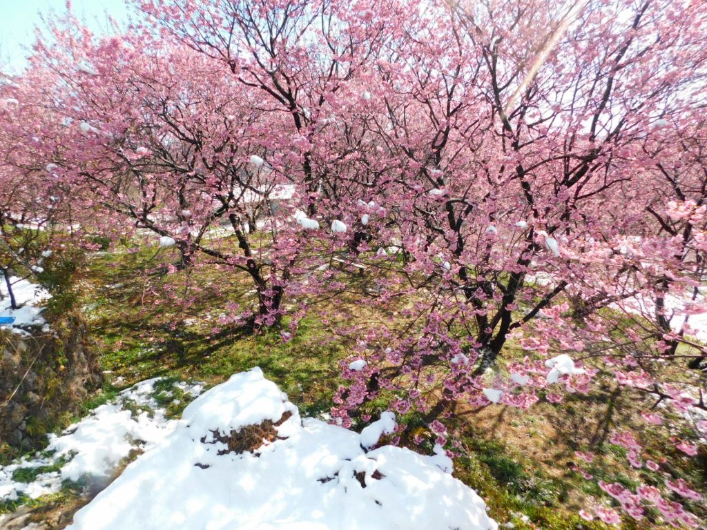 雪割り桜　　須崎