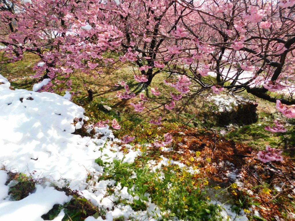 雪割り桜　　須崎