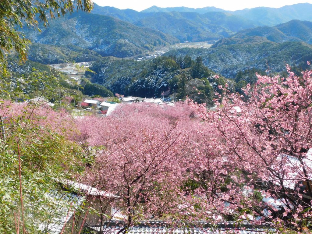 雪割り桜　　須崎