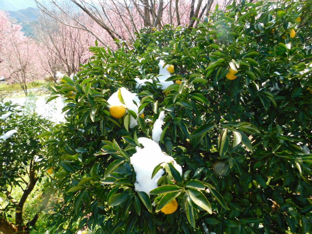 雪割り桜　　須崎