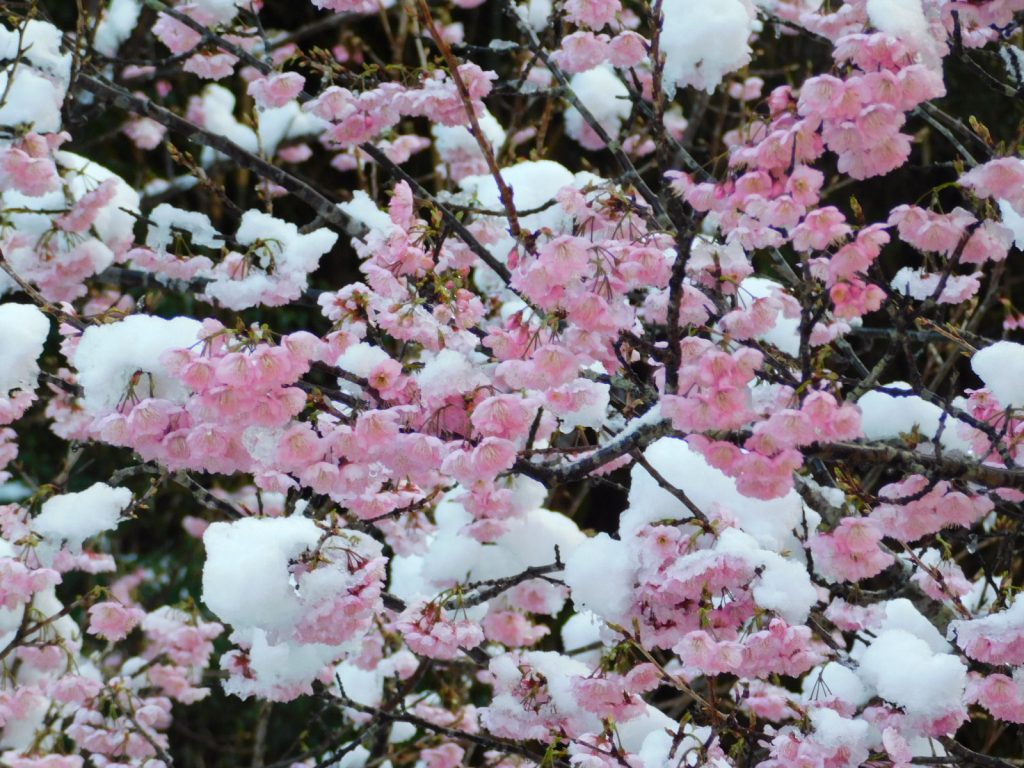 雪割り桜　　須崎