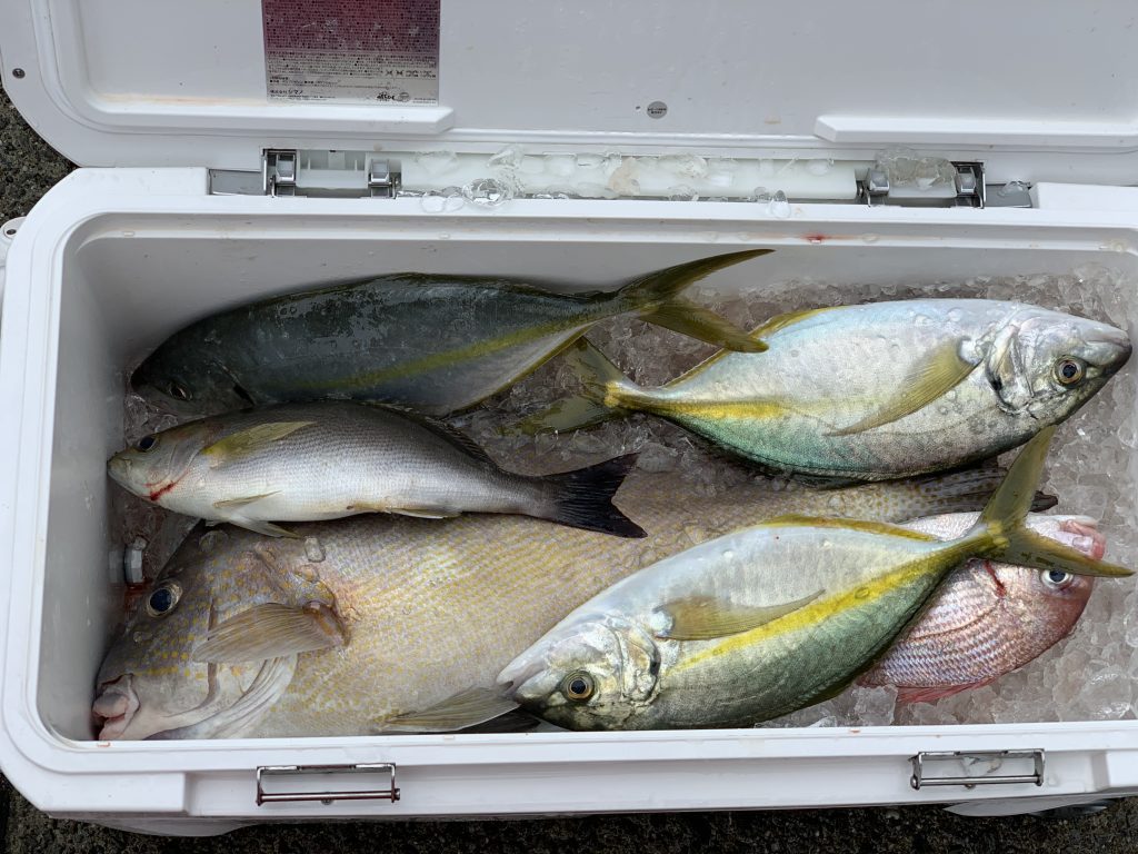 初夏の高級魚が釣れてます 須崎市観光漁業センター