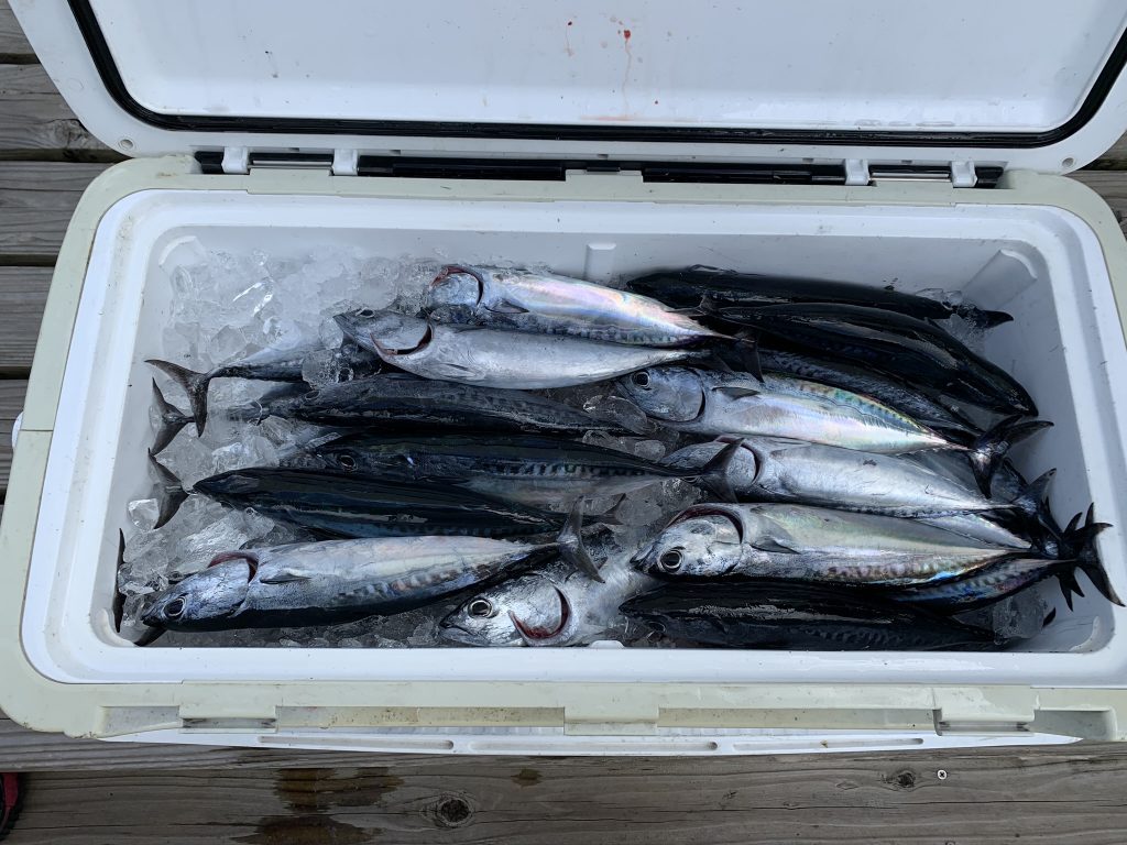 メジカが釣れだしました 須崎市観光漁業センター