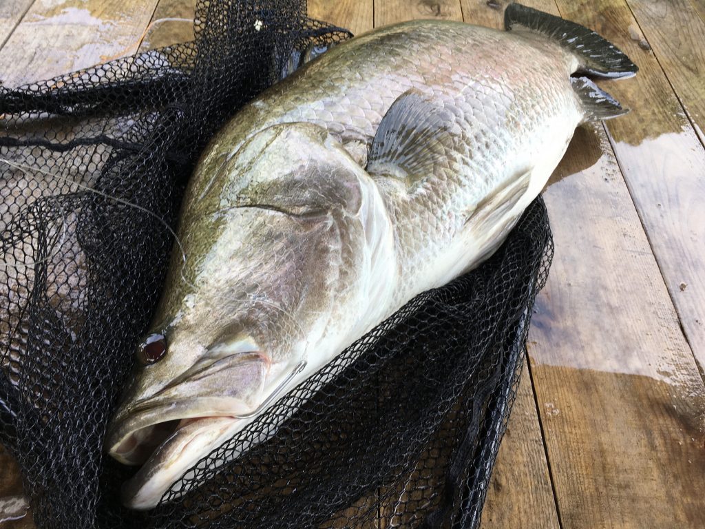 Barramundi - also known as PASSION FISH - Mudgeeraba Seafoods