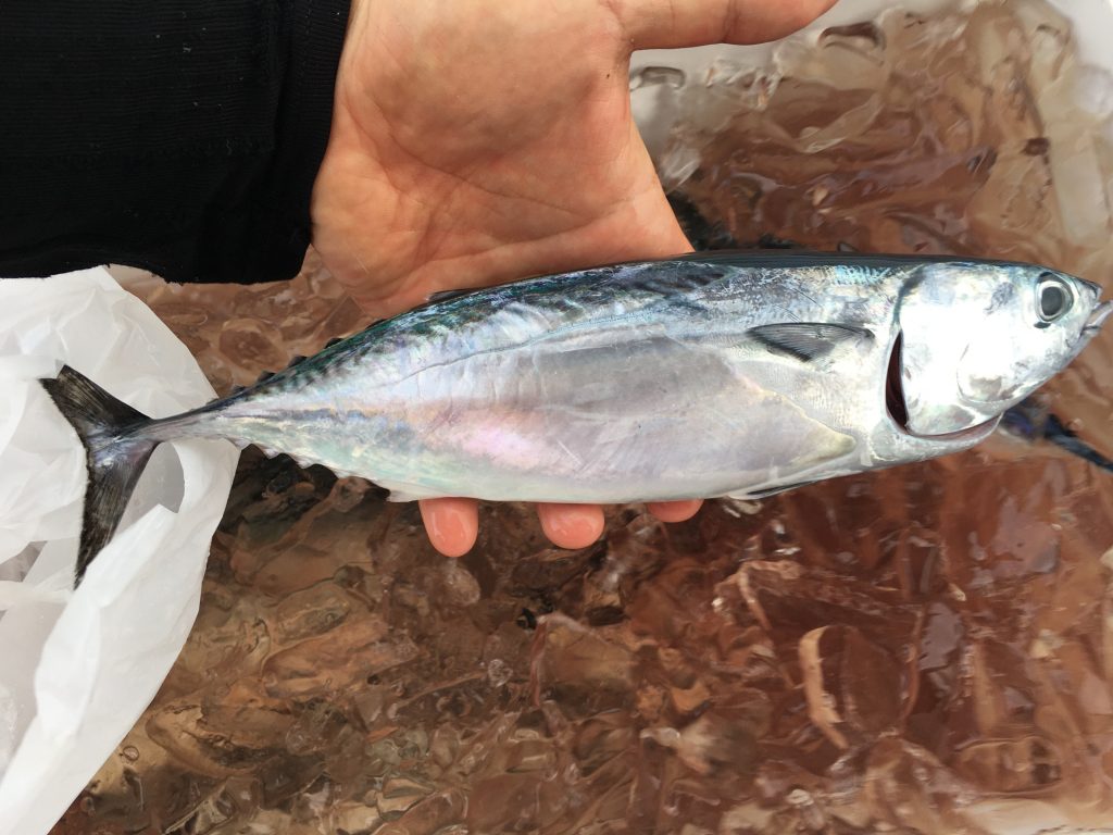 船から竹を海中に突っ込む魚釣り 須崎市観光漁業センター