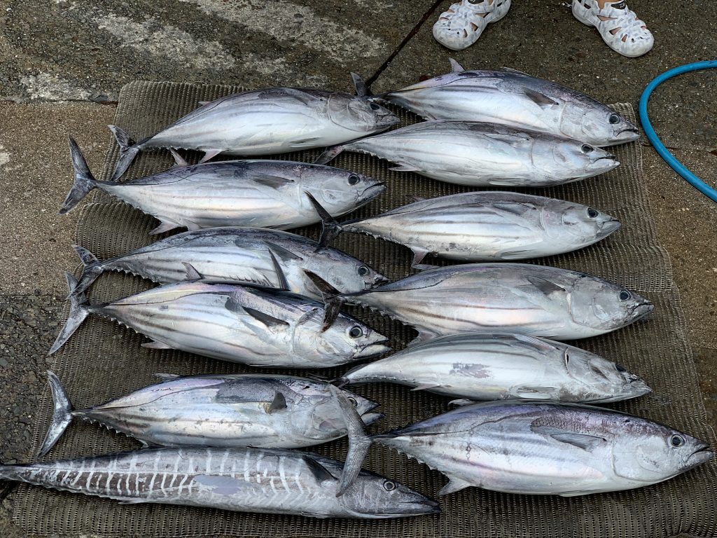 アオリイカに引き続き 戻りカツオも釣れだしました 須崎市観光漁業センター