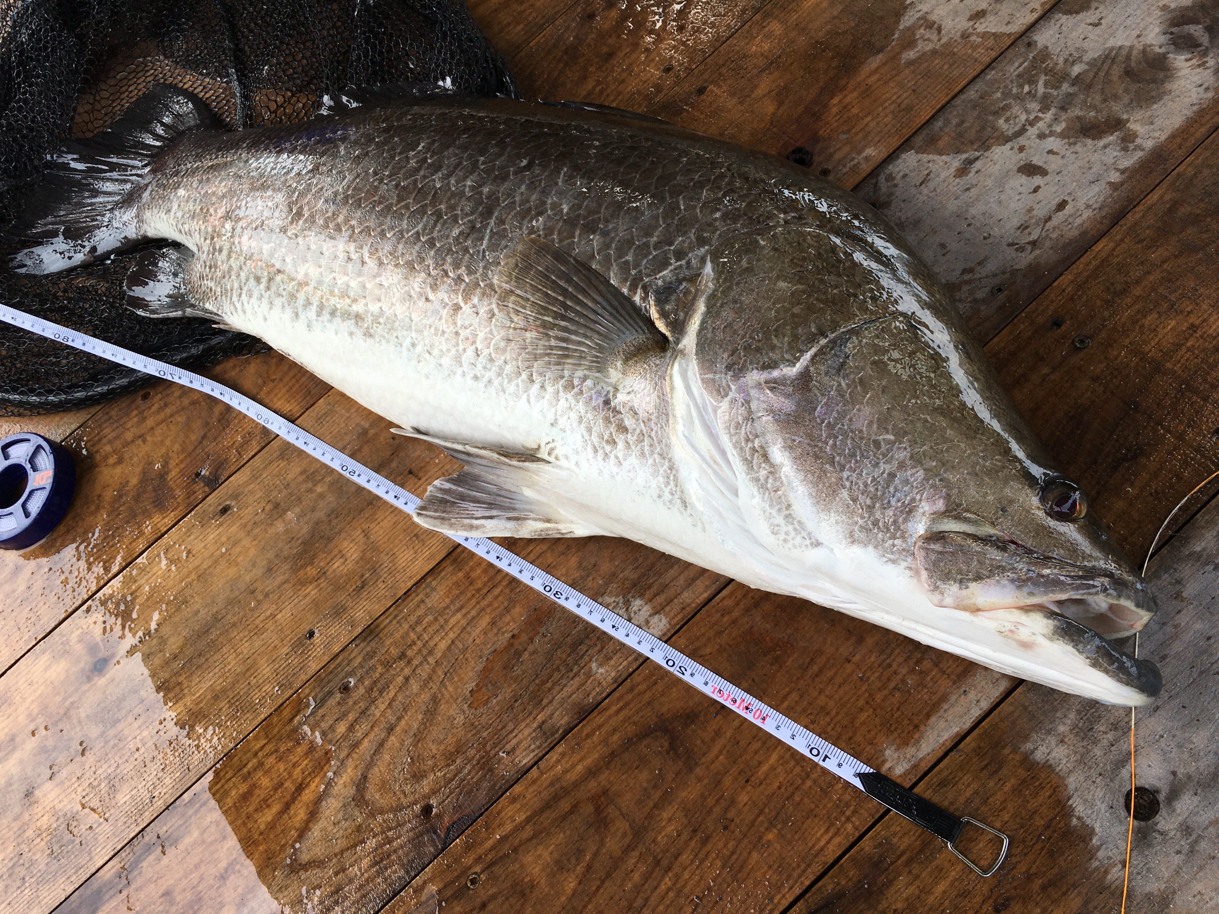 須崎市のアカメ まだまだイカダの下で釣れた魚に食いついています 須崎市観光漁業センター