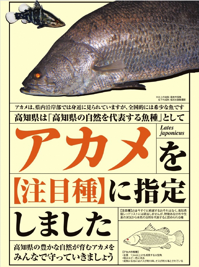 高知県須崎市へアカメ釣りにいらっしゃるアングラーの方へ 須崎市観光漁業センター