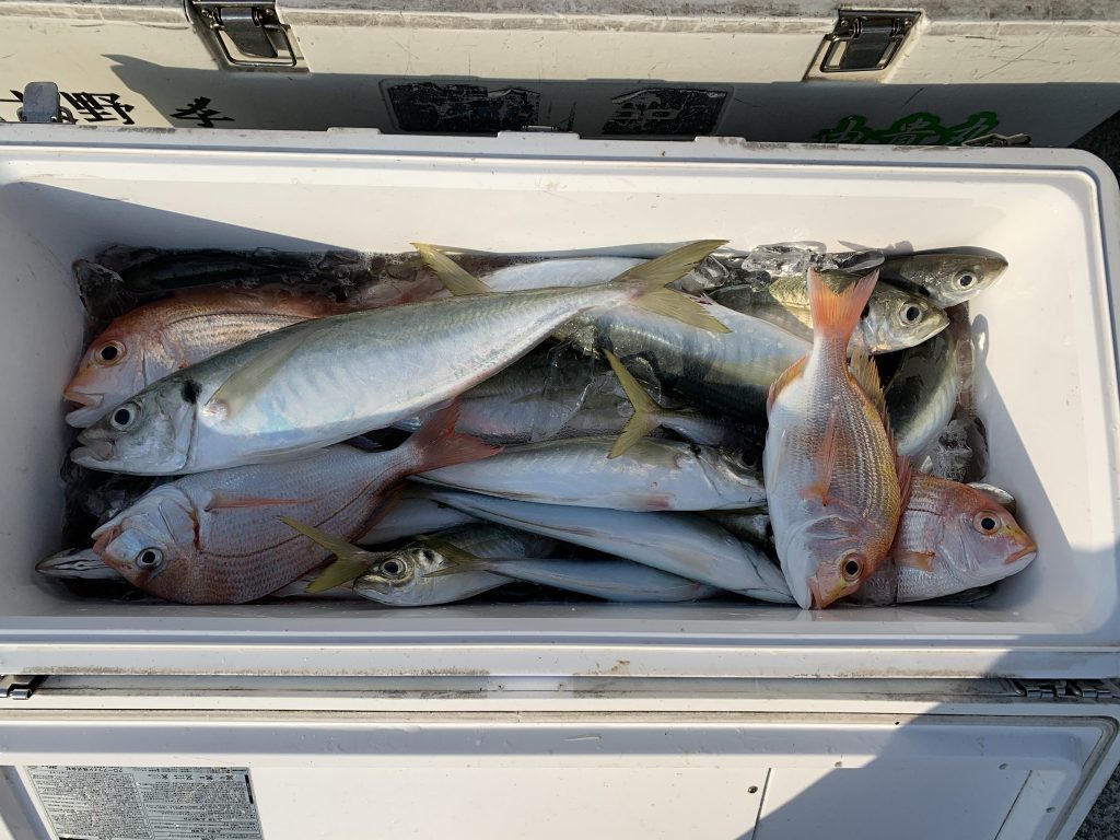 須崎　釣り　アジ　鯛